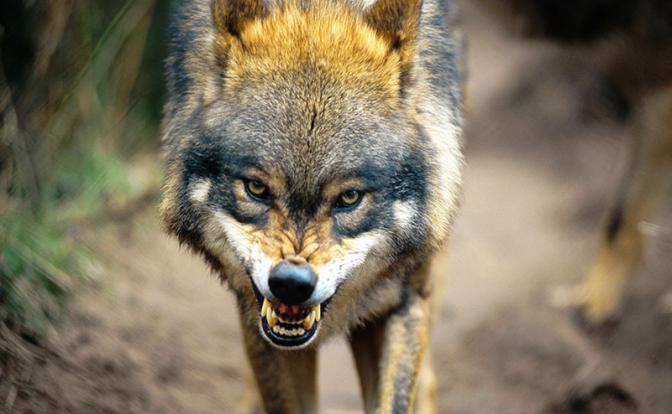 Под Воронежем мужчина голыми руками убил напавшую на него бешеную волчицу