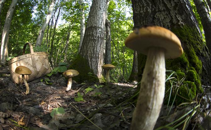 В России решили ужесточить правила сбора березового сока, ягод и грибов