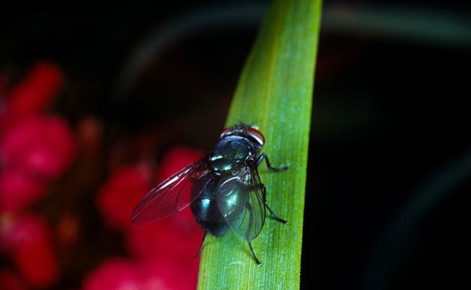 Названы самые действенные способы избавиться от мух дома