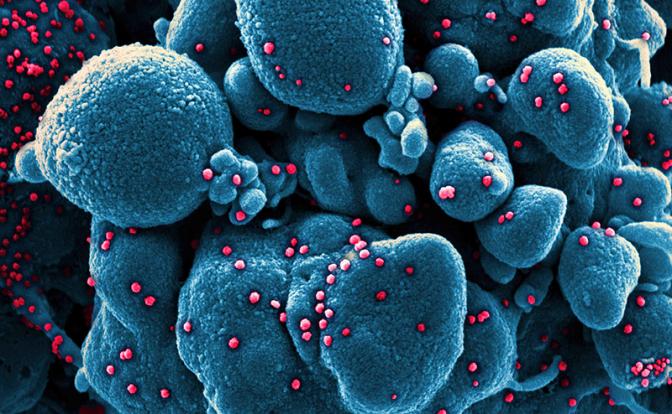 Ученые выяснили новый способ коронавируса заражать людей