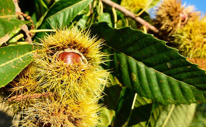 Ученые нашли необычную способность каштана