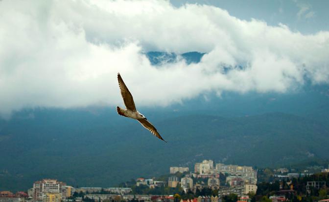 На фото: чайка над набережной в Ялте.
