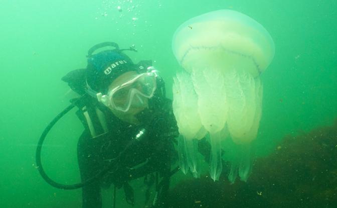 Обитатели Азовского моря испортили отдых российским туристам