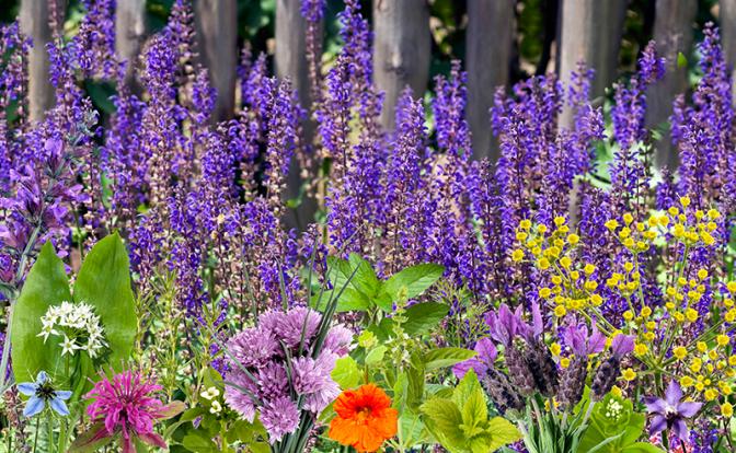 Обнаружен цветок, способный бороться с коронавирусом