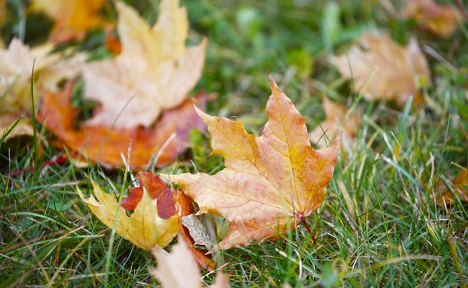 Синоптики рассказали, сколько продлится золотая осень в центре России
