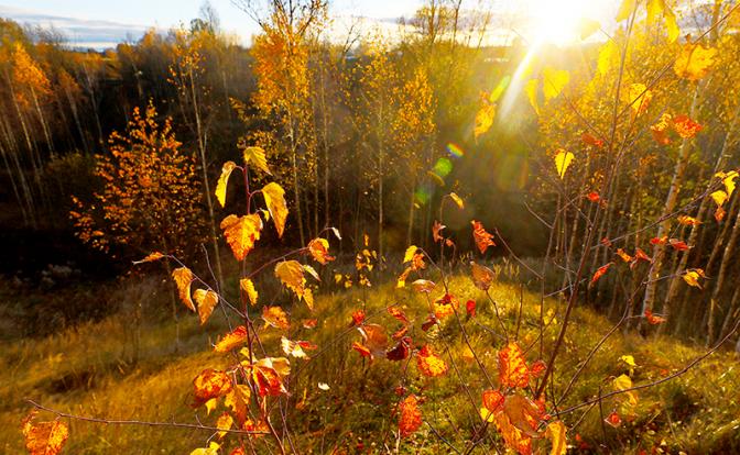 По мнению Гисметео, осень в Москве заблещет золотом – прогноз погоды на 14 дней
