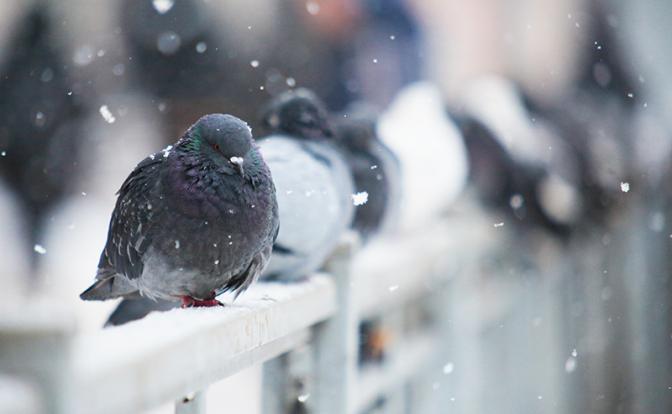 На эти выходные в Санкт-Петербурге снег и холод. Прогноз погоды в СПб на выходные