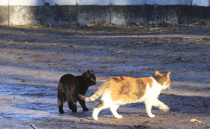 Серийный кошачий потрошитель объявлен в розыск