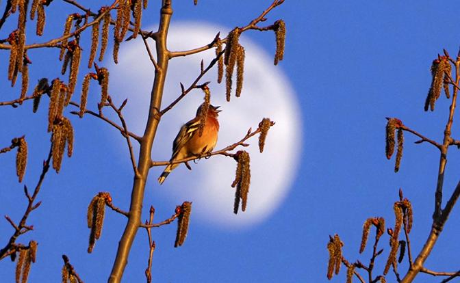 Какой будет весна 2022: что обнаружили и о чем предупреждают нас синоптики?