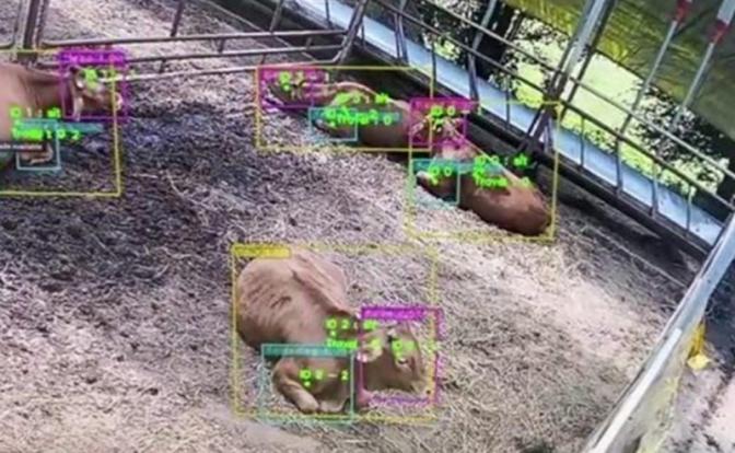 Искусственный интеллект, распознающий поведение скота, признан лучшим стартапом в Южной Корее