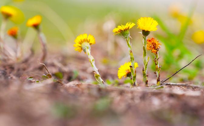Весна 2022: когда ждать от погоды тепла? Гисметео, Яндекс Погода и другие синоптики о прогнозах на весну