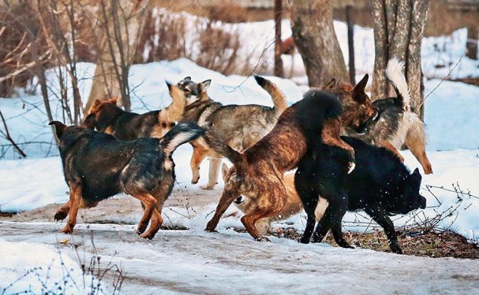 Бродячие собаки насмерть загрызли ребёнка в Забайкалье, возбуждено уголовное дело
