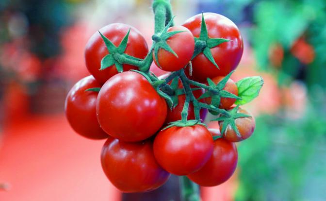 Врач рассказала, почему надо регулярно есть помидоры