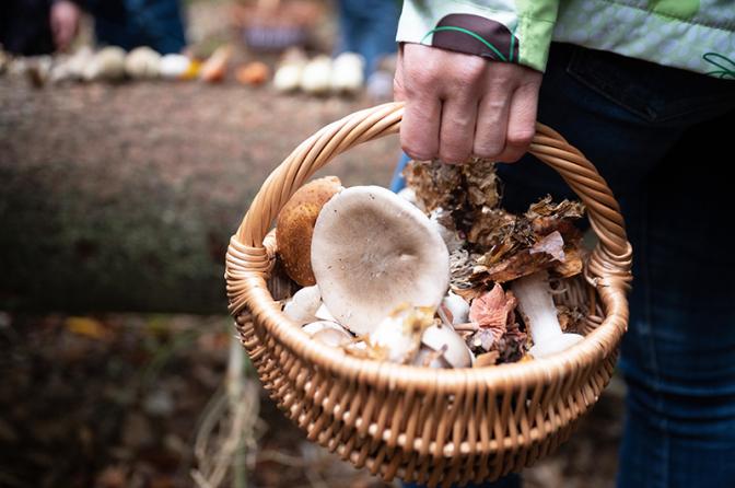 Депутат Чаплин рассказал, как не сесть в тюрьму за сбор грибов