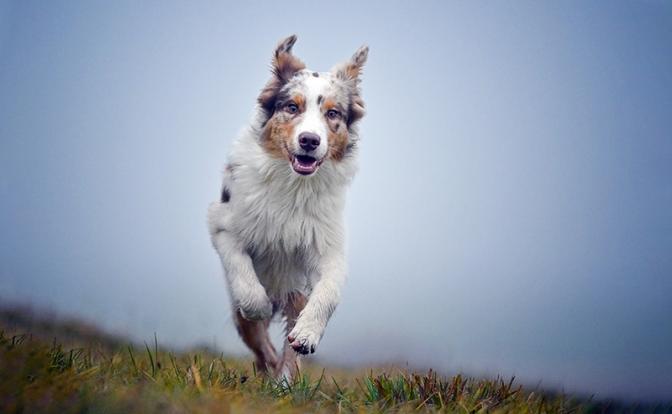 В России увеличатся штрафы за укусы собак