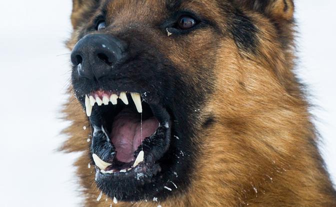 Штрафы за выброшенных питомцев и укусы животных ввели в России