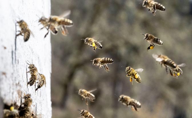 Рой пчел атаковал людей на Театральной площади в Москве