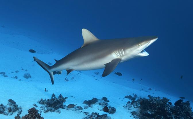 Погибшим в результате нападения акулы в Египте был гражданин РФ