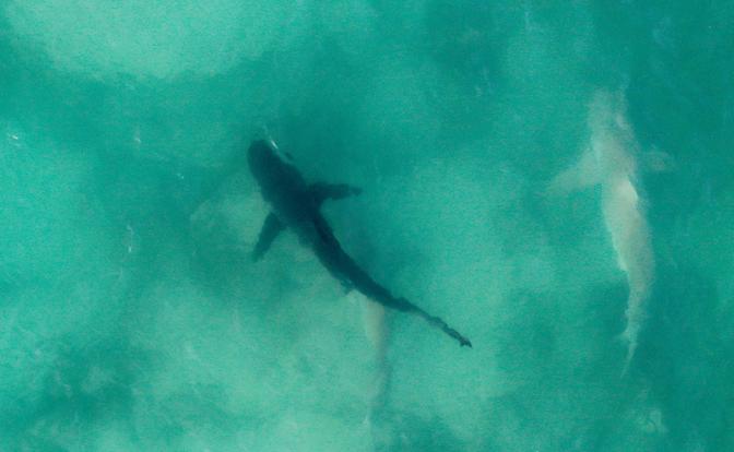 «Растерзала на глазах у отца»: стали известны подробности гибели россиянина от нападения акулы