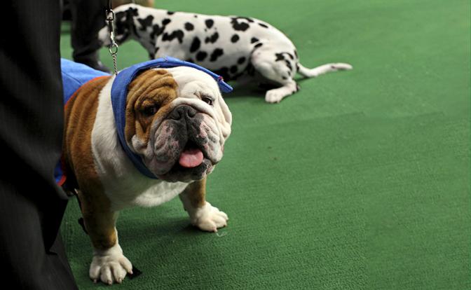 В России могут обязать получать лицензию на потенциально опасные породы собак