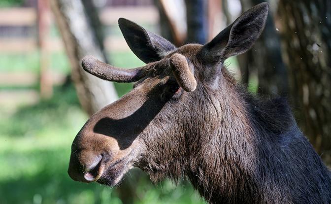 На МКАД произошла авария с лосями