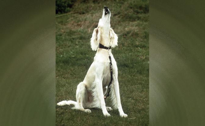 Житель Свердловской области выбросил собаку с седьмого этажа и начал «выть» на всю улицу