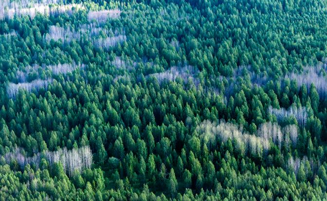 В Амурской области в тайге потерялся мальчик