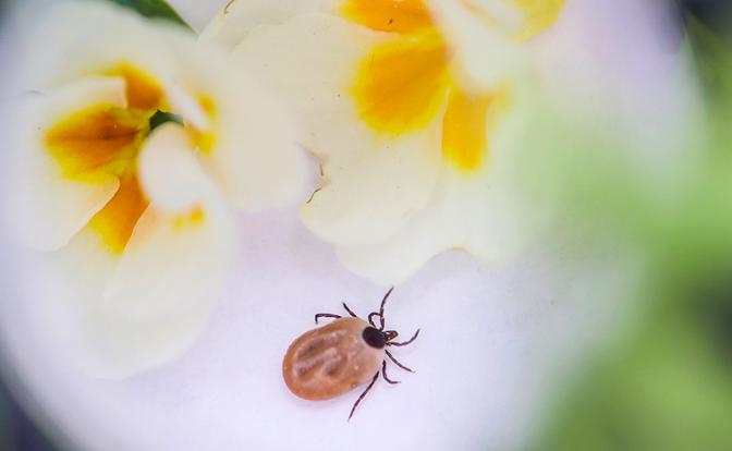 Юный хабаровчанин умер после укуса клеща