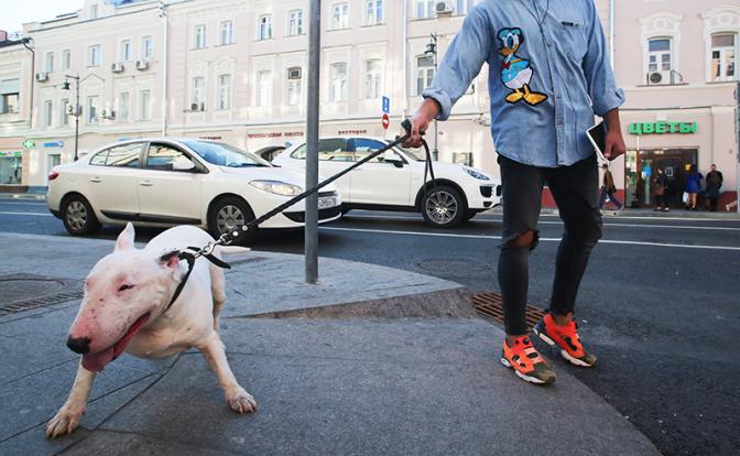 Фадеев предложил хозяевам собак проходить специальные курсы, как в СССР