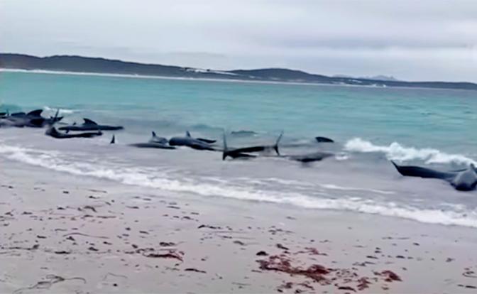 На фото: на пляже Чейнс, Австралия. По словам доктор Ванессы Пиротт, «Тот факт, что они были в одном месте, очень сбились в кучу, вели себя очень интересно и время от времени оглядывались, предполагает, что происходит что-то еще, чего мы просто не знаем».