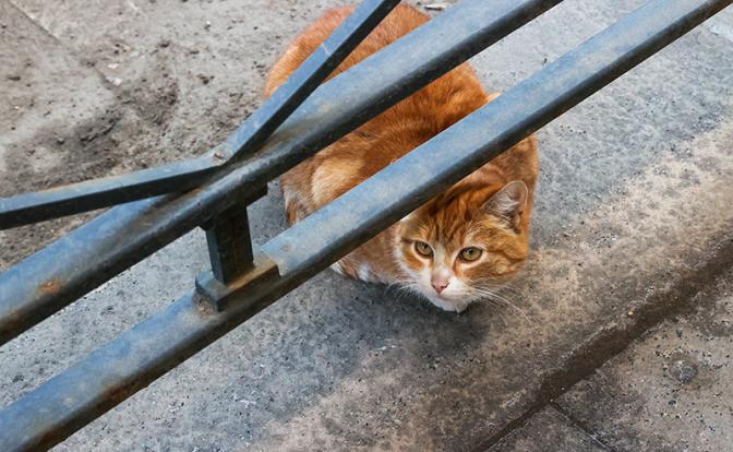 Эксперт: не окажутся ли домашние любимцы на улице, из-за удорожания кормов?