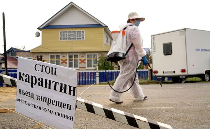 Режим ЧС введен под Ростовом после вспышки африканской чумы свиней