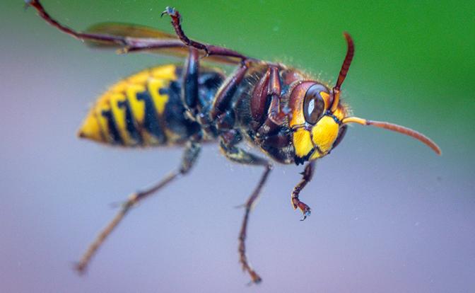 В Саратове женщина проглотила осу и скончалась