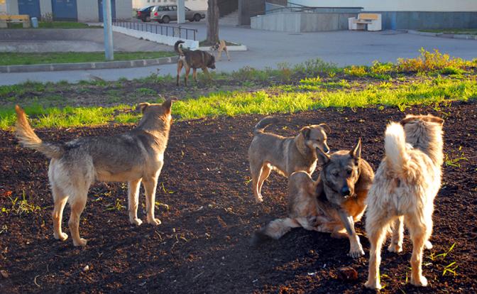 В Магадане стая собак насмерть загрызла мужчину