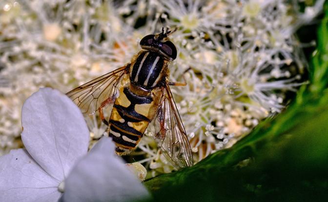 Россиянам напомнили об опасности укуса осы