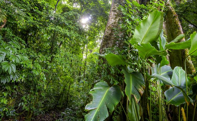 На фото: тропический лес, природный заповедник Кури-Канча, Монтеверде, провинция Пунтаренас, Коста-Рика, Центральная Америка.