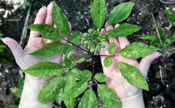 Врач-терапевт Баранова назвала пять растений, которые избавят от хронической усталости