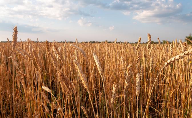 ООН не получила ответ Лаврова на предложение по зерновой сделке