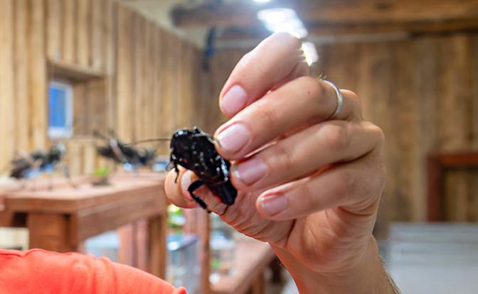 В центре Москвы замечены гигантские тараканы