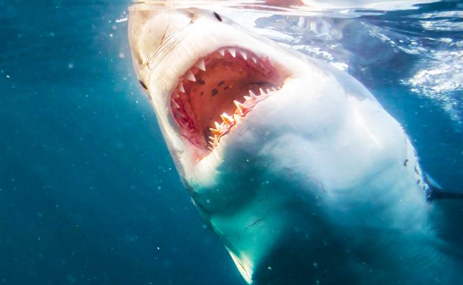 Акула искусала мужчину в Австралии