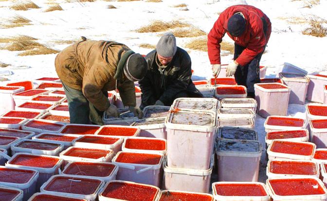 Партию икры на 10 млн рублей уничтожат на Камчатке