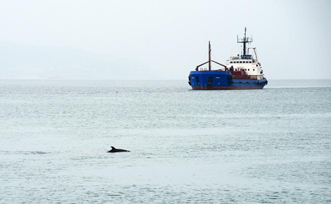 Эксперт Юшков оценил возможность блокировки Данией танкеров с российской нефтью
