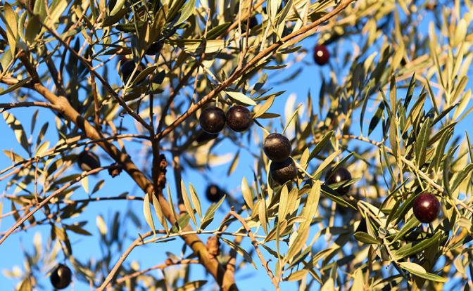 Производство оливок страдает из-за изменения климата