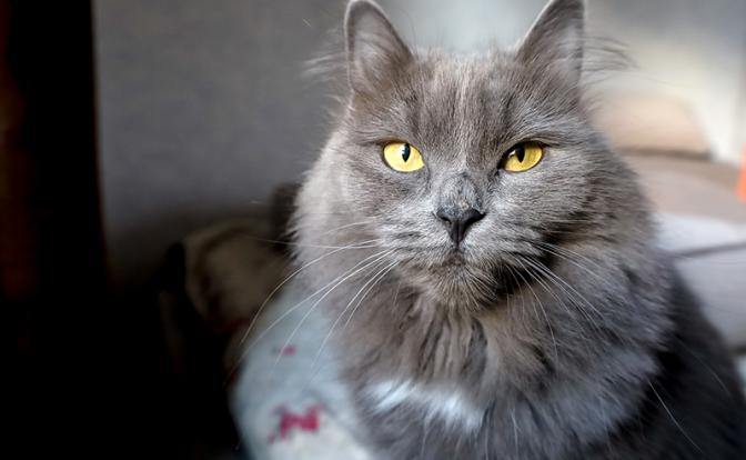 Коты заперли пенсионерку на балконе в Москве