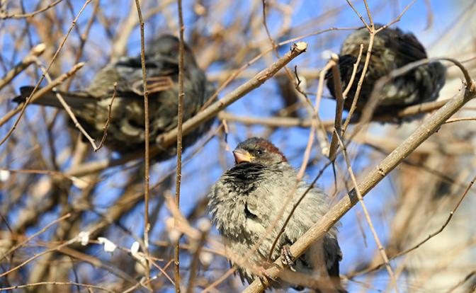 Прогноз погоды на весну 2024. Весна придёт без опозданий, но дальше сильно удивит