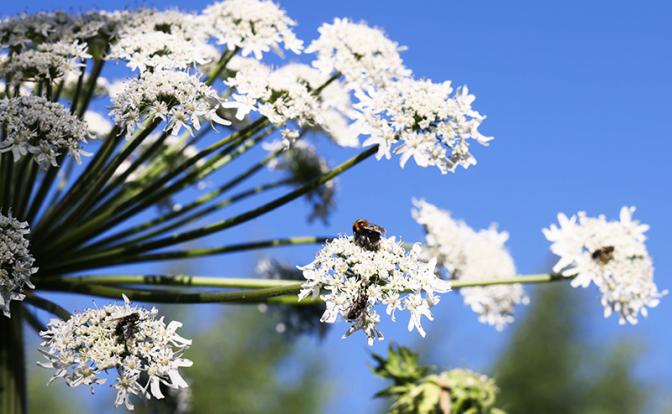 Россиянам напомнили, за какое растение на даче придется заплатить штраф
