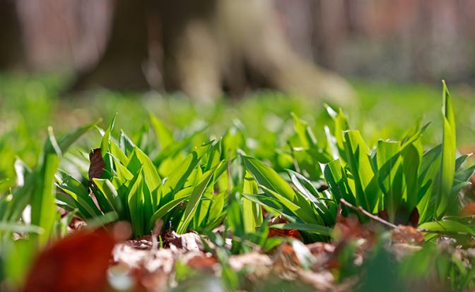 Диетолог назвала полезные продукты, которые можно найти в лесу весной