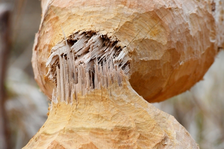 На фото: на дереве видны следы ночного визита бобра 