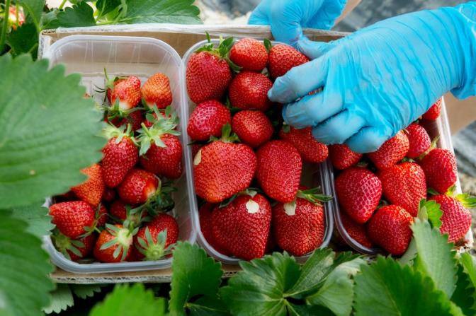 Врач-нутрициолог призвала россиян воздержаться от покупки клубники весной