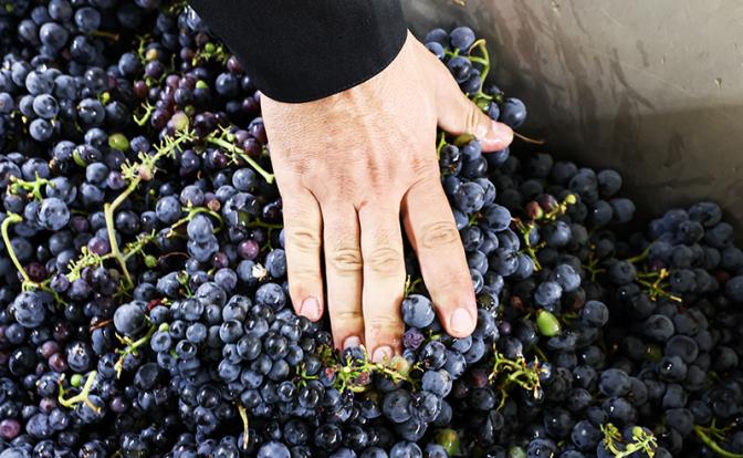 Названа самая вредная ягода